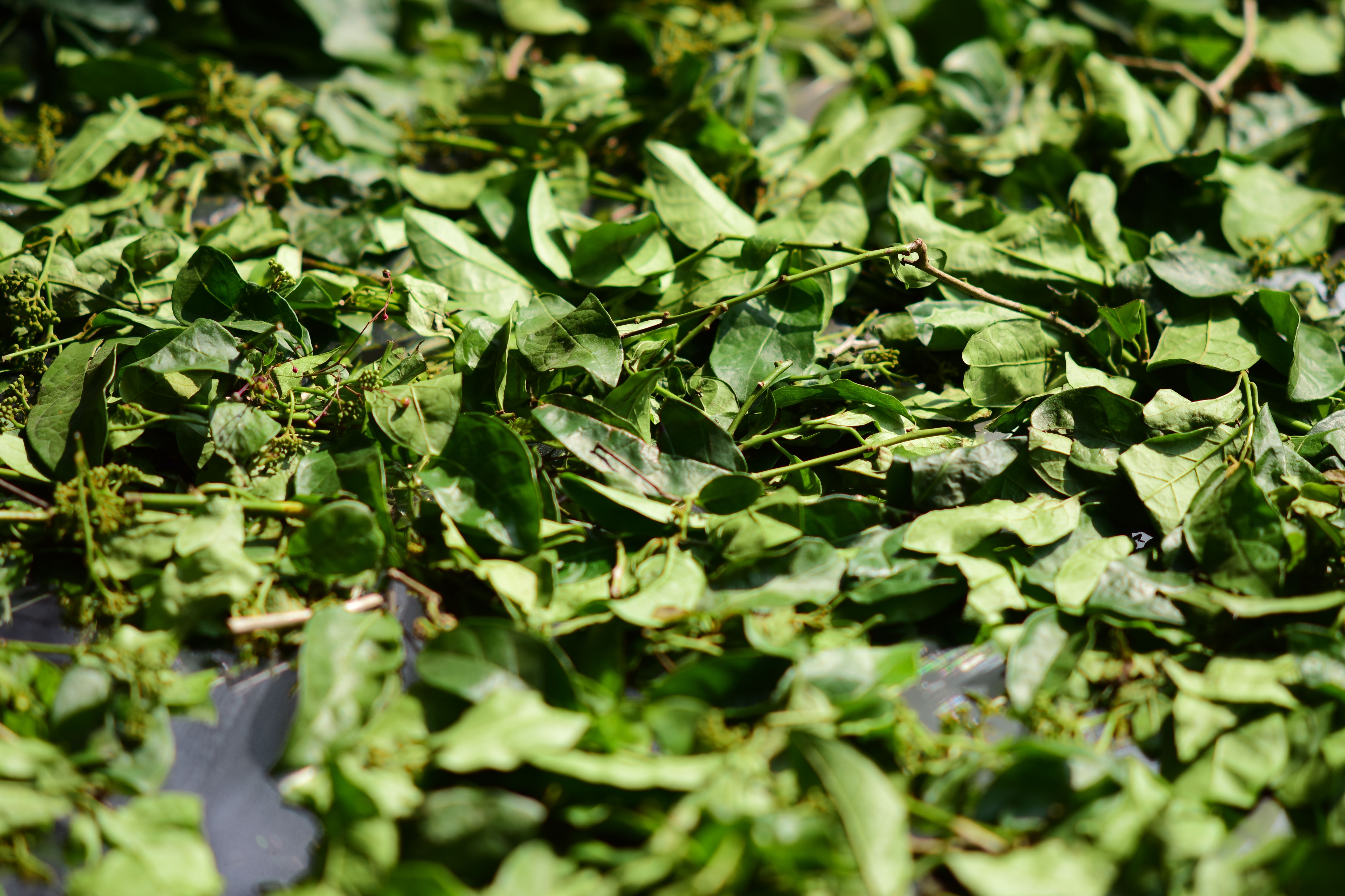 Gymnema sylvestre